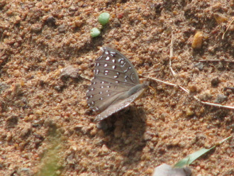 06 Papillon A Kpalime